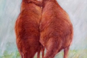crayon aquarelle kangourou